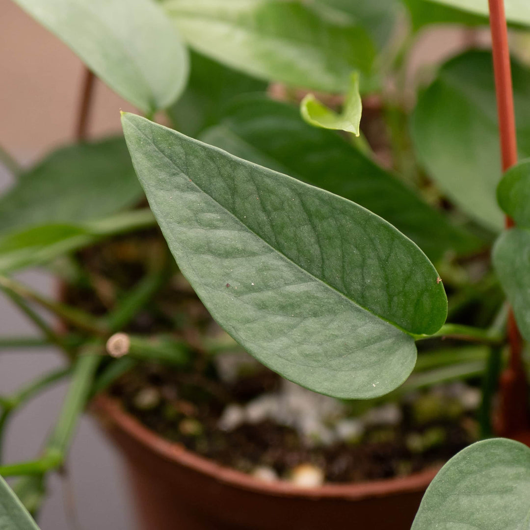 Gabriella Plants Pothos Pothos Epipremnum pinnatum 'Cebu Blue'