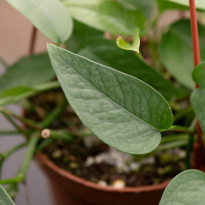 Gabriella Plants Pothos Pothos Epipremnum pinnatum 'Cebu Blue'