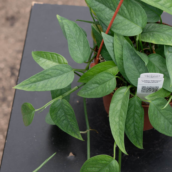 Gabriella Plants Pothos Pothos Epipremnum pinnatum 'Cebu Blue'