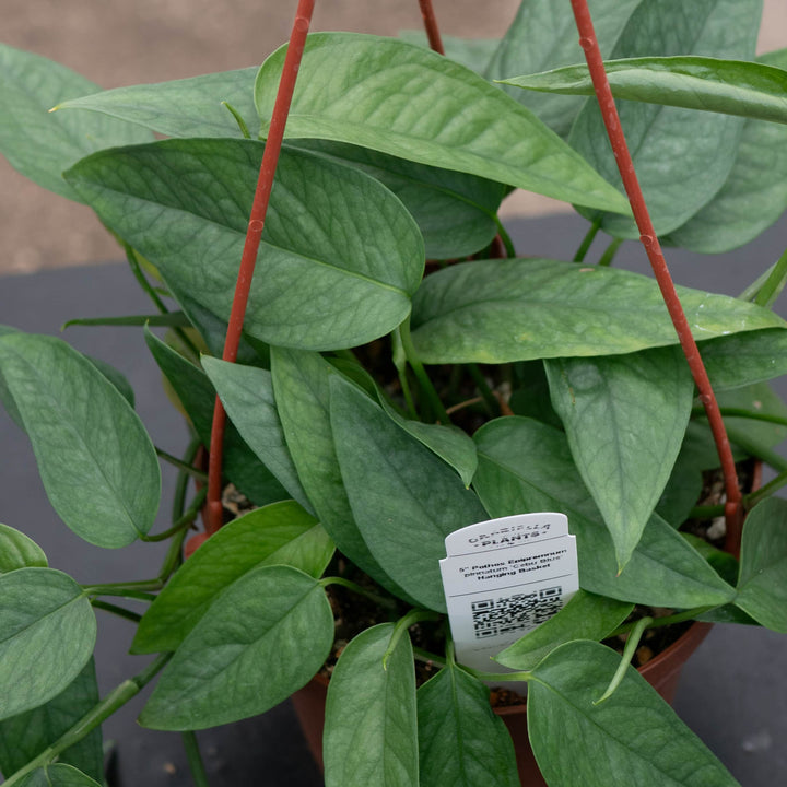 Gabriella Plants Pothos Pothos Epipremnum pinnatum 'Cebu Blue'
