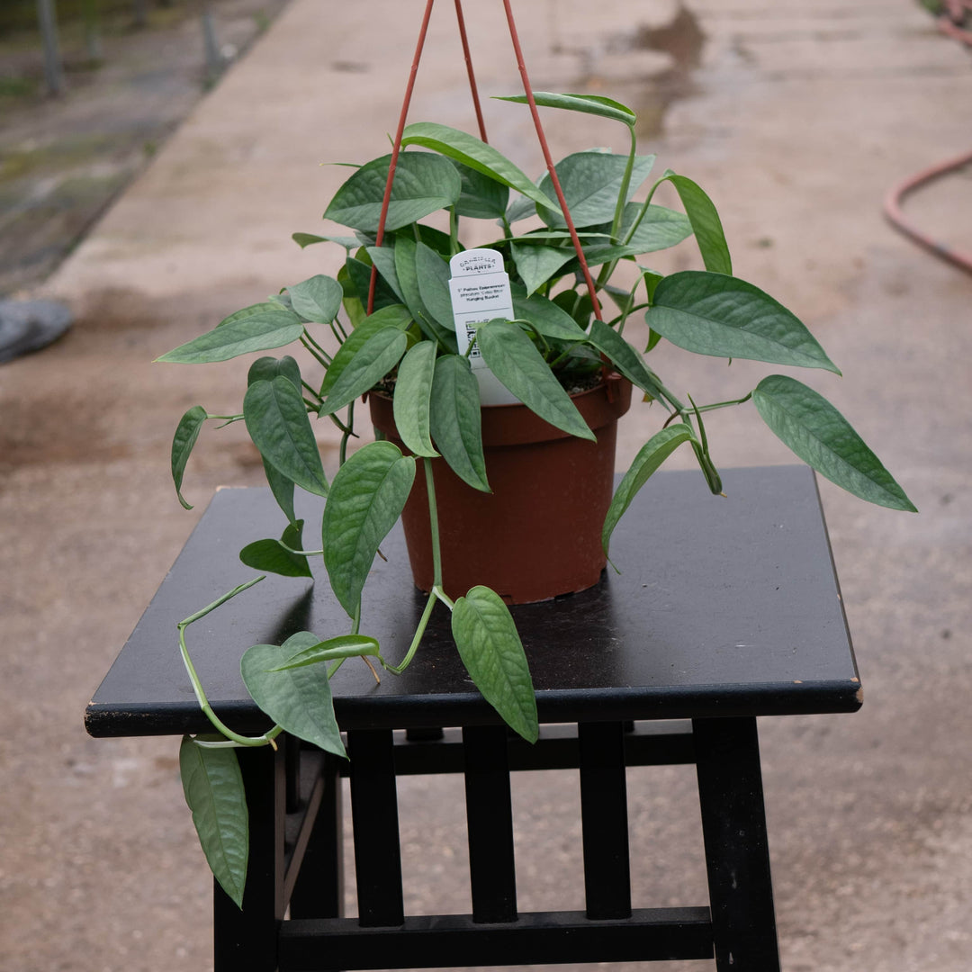 Gabriella Plants Pothos Pothos Epipremnum pinnatum 'Cebu Blue'
