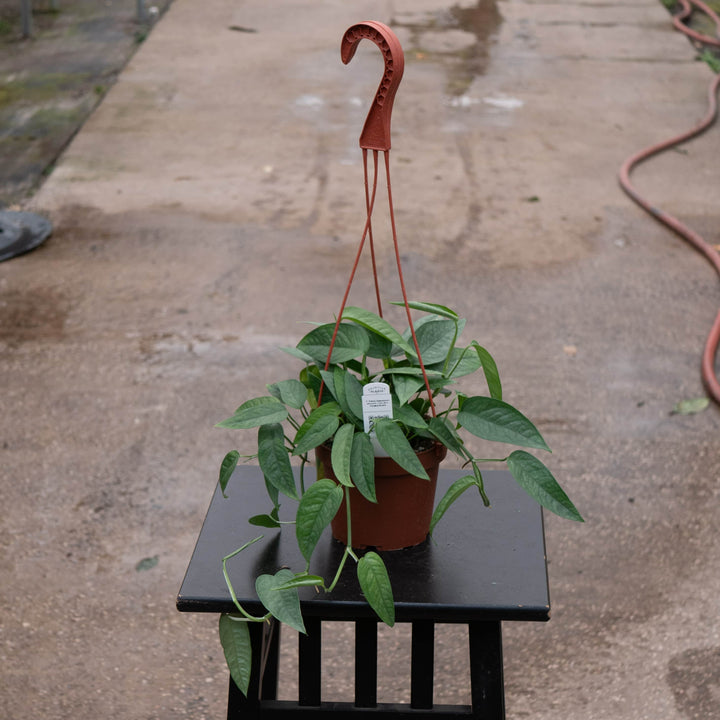 Gabriella Plants Pothos Pothos Epipremnum pinnatum 'Cebu Blue'