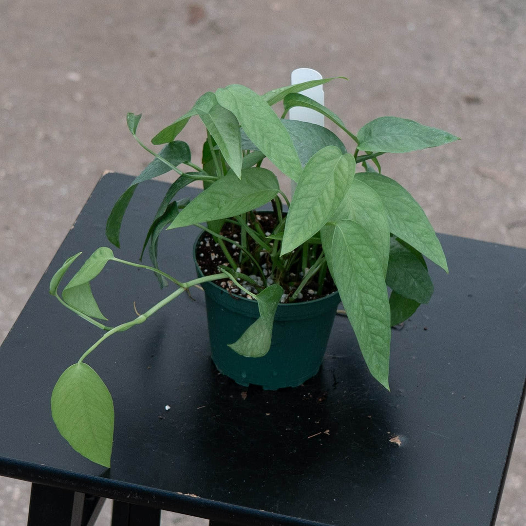 Gabriella Plants Pothos Pothos Epipremnum pinnatum &