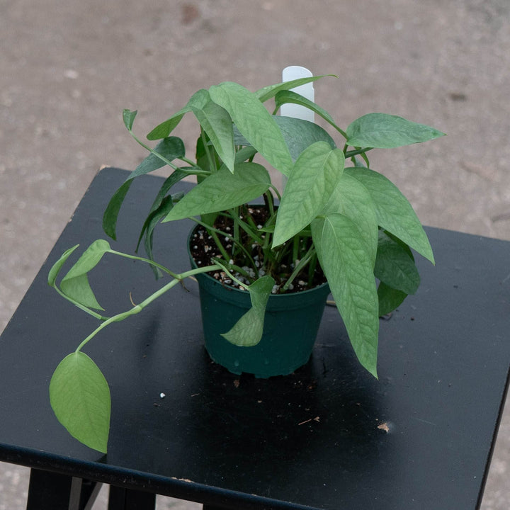 Gabriella Plants Pothos Pothos Epipremnum pinnatum &