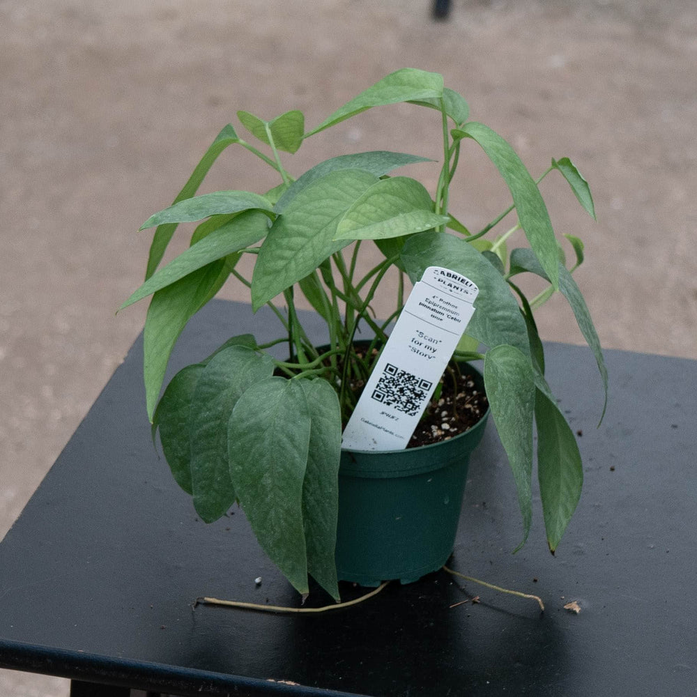 Gabriella Plants Pothos Pothos Epipremnum pinnatum 'Cebu Blue'
