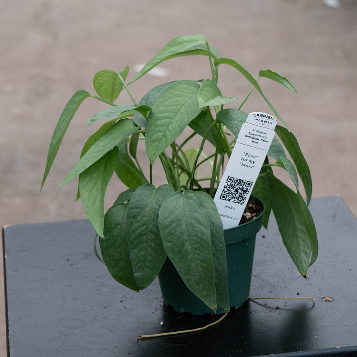 Gabriella Plants Pothos Pothos Epipremnum pinnatum &