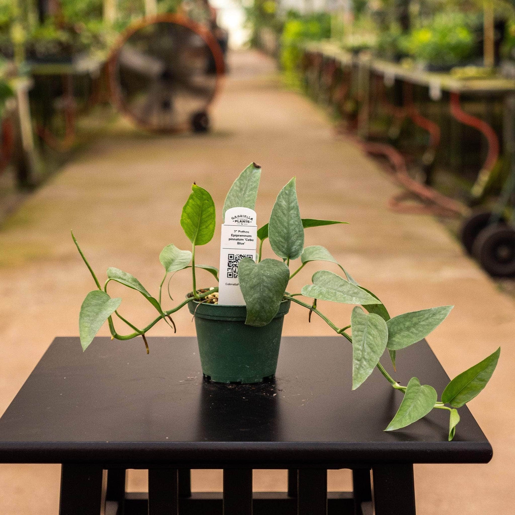 cebu blue pothos price Pothos Epipremnum pinnatum 'Cebu Blue'