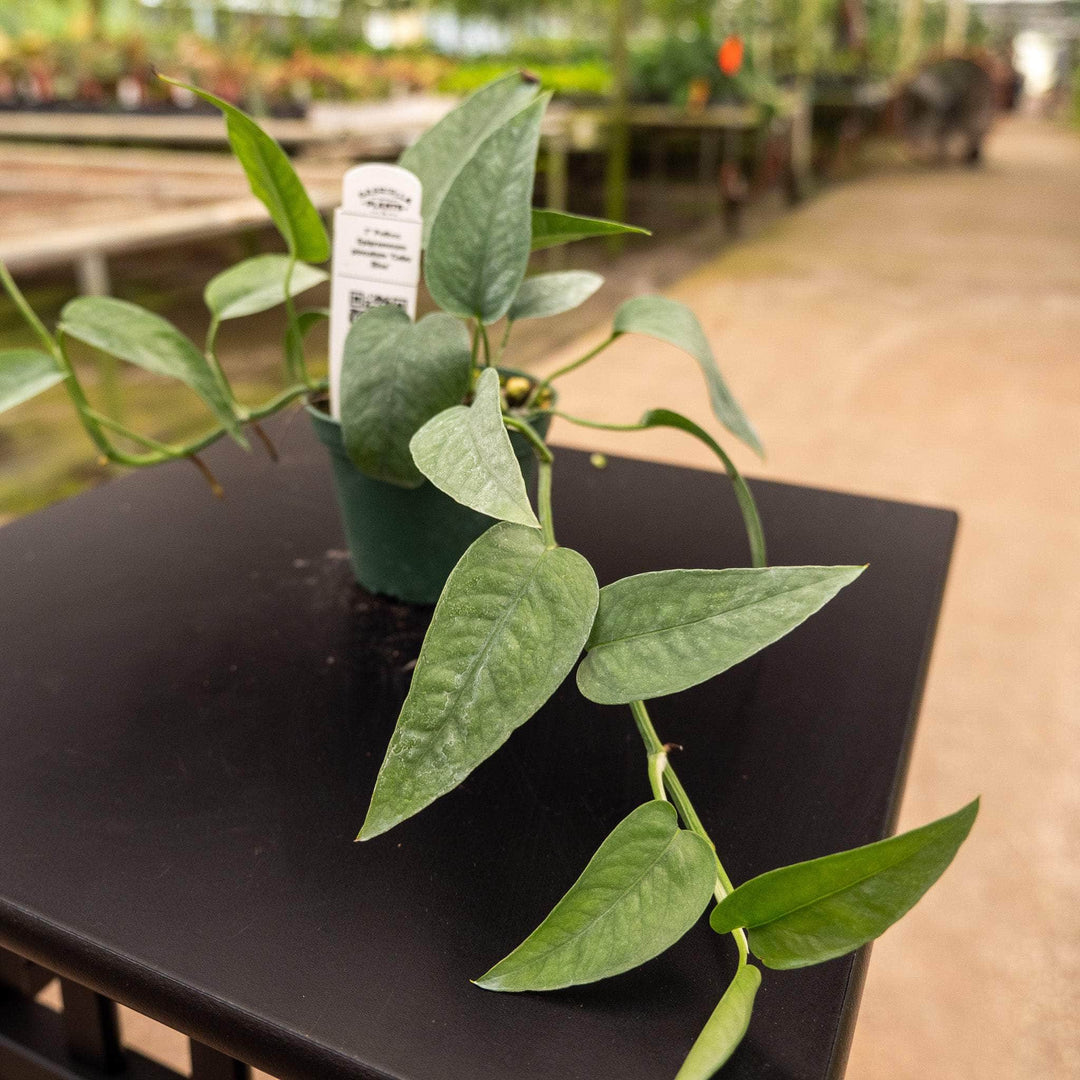 blue pothos for sale Pothos Epipremnum pinnatum 'Cebu Blue'