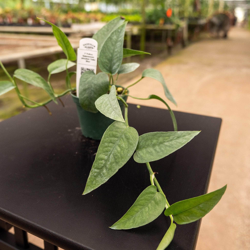 Gabriella Plants Pothos Pothos Epipremnum pinnatum 'Cebu Blue'