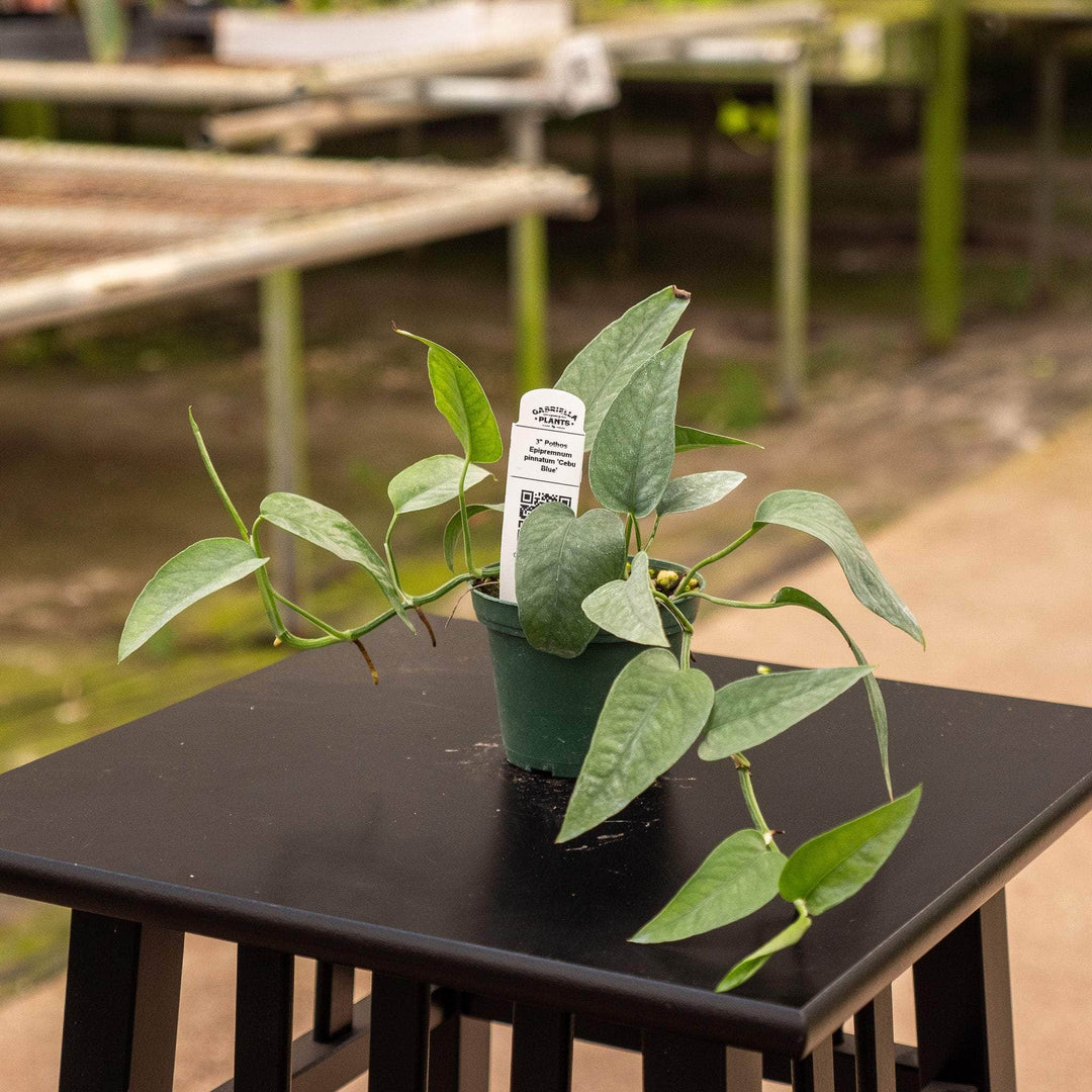 blue pothos Pothos Epipremnum pinnatum 'Cebu Blue'