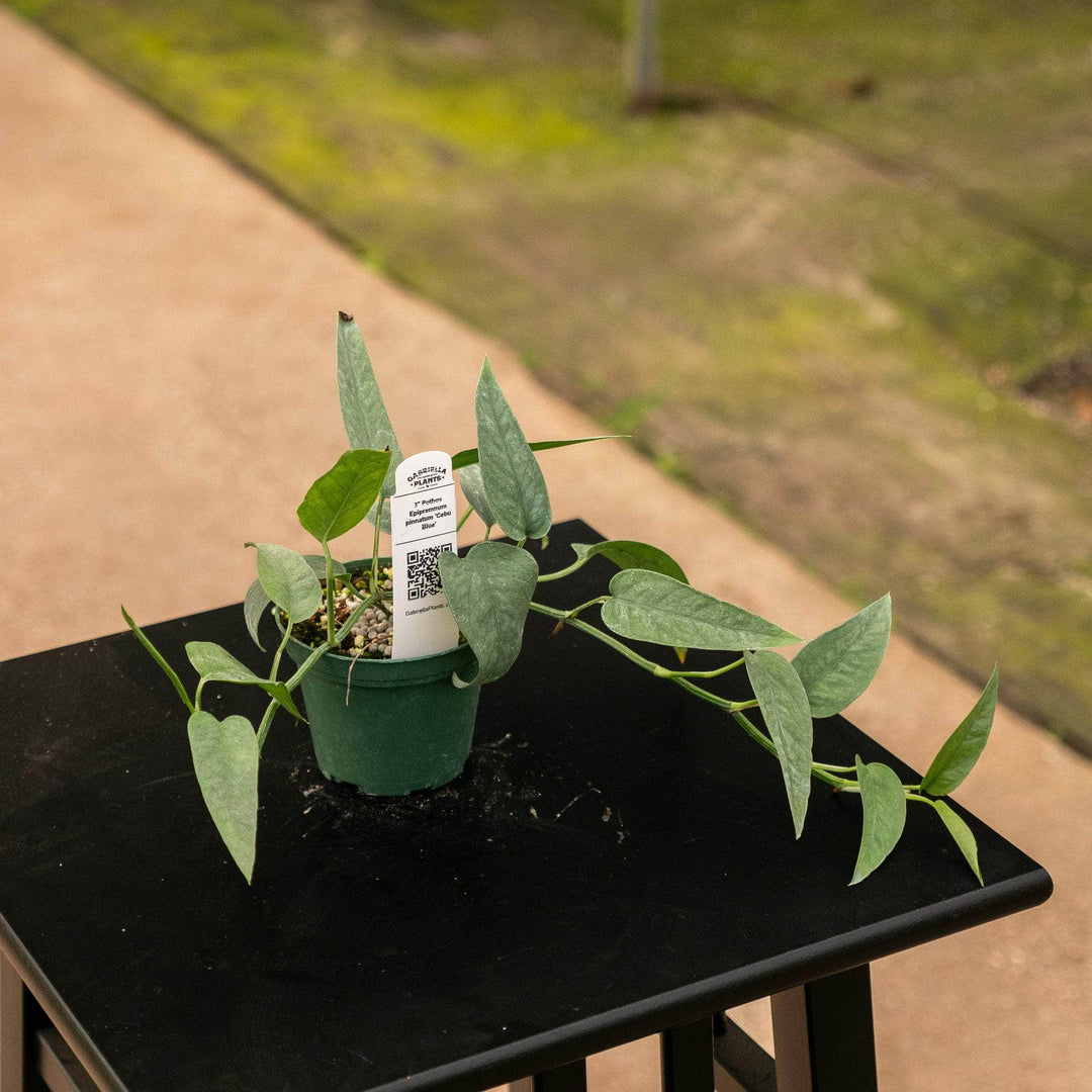 cebu blue pothos cuttings Pothos Epipremnum pinnatum 'Cebu Blue'