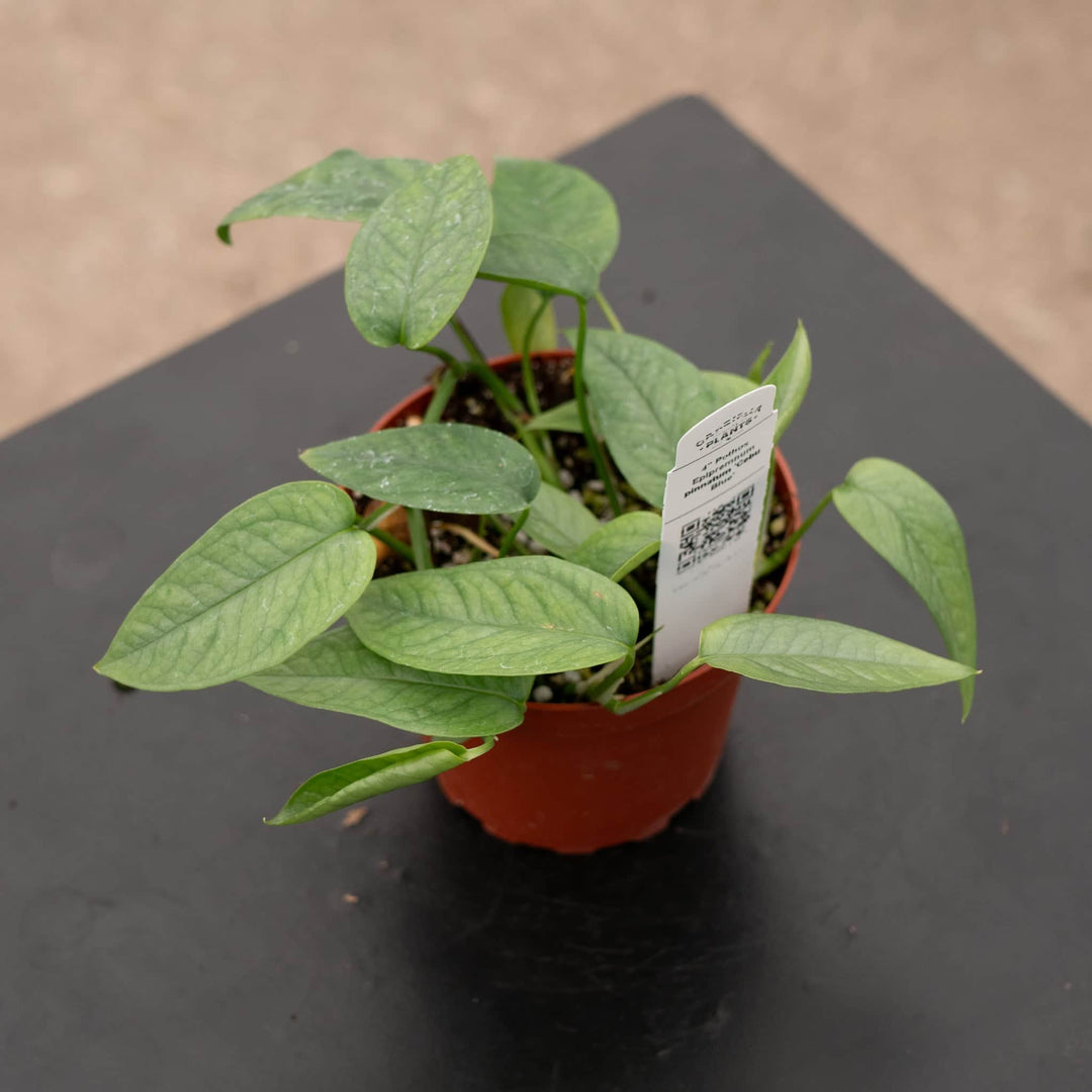 Gabriella Plants Pothos 4" Pothos Epipremnum pinnatum 'Cebu Blue'