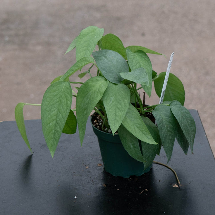 Gabriella Plants Pothos 4" Pothos Epipremnum pinnatum &