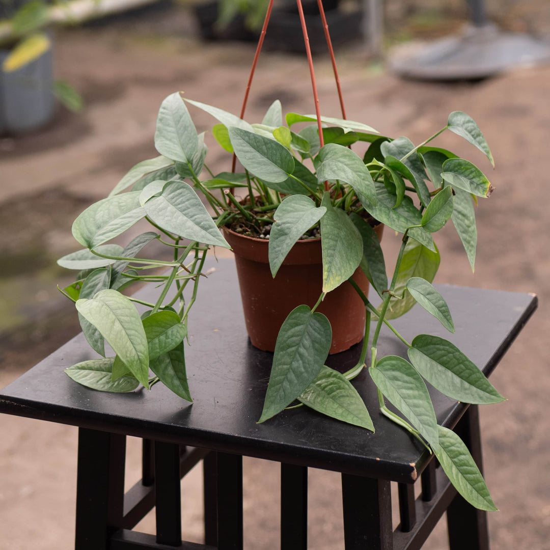 Gabriella Plants Pothos 5" Hanging Basket Pothos Epipremnum pinnatum 'Cebu Blue'