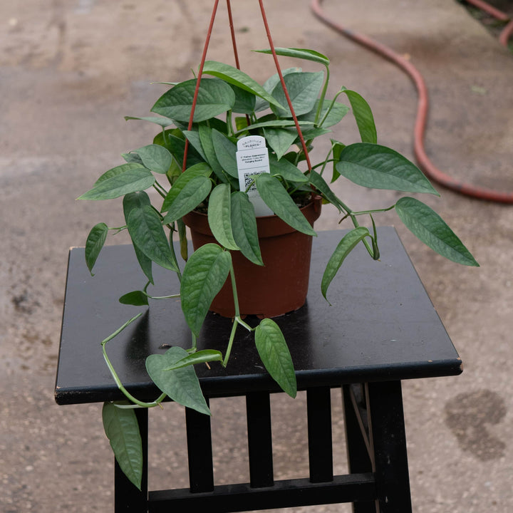 Gabriella Plants Pothos 5" Hanging Basket Pothos Epipremnum pinnatum 'Cebu Blue'