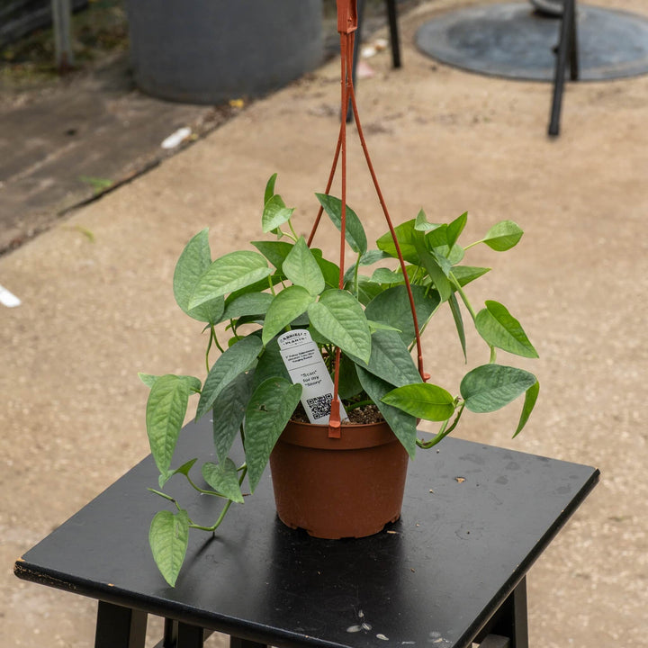 Gabriella Plants Pothos 5" Hanging Basket Pothos Epipremnum pinnatum &