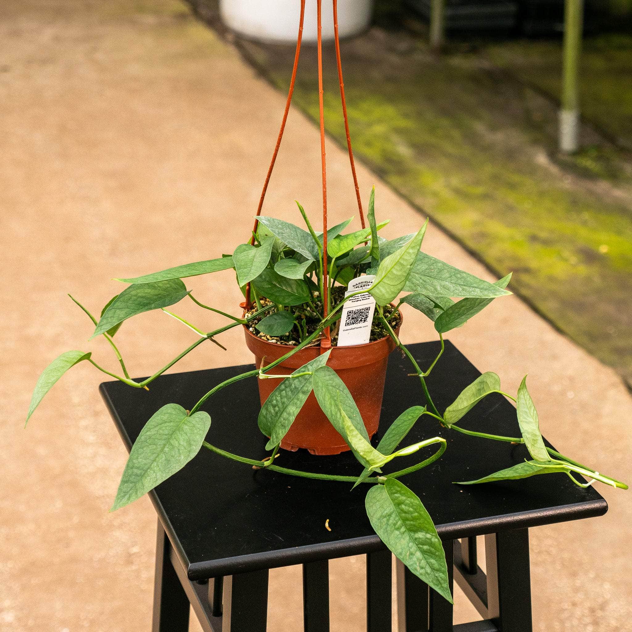 Gabriella Plants Pothos 5" Hanging Basket Pothos Epipremnum pinnatum 'Cebu Blue'