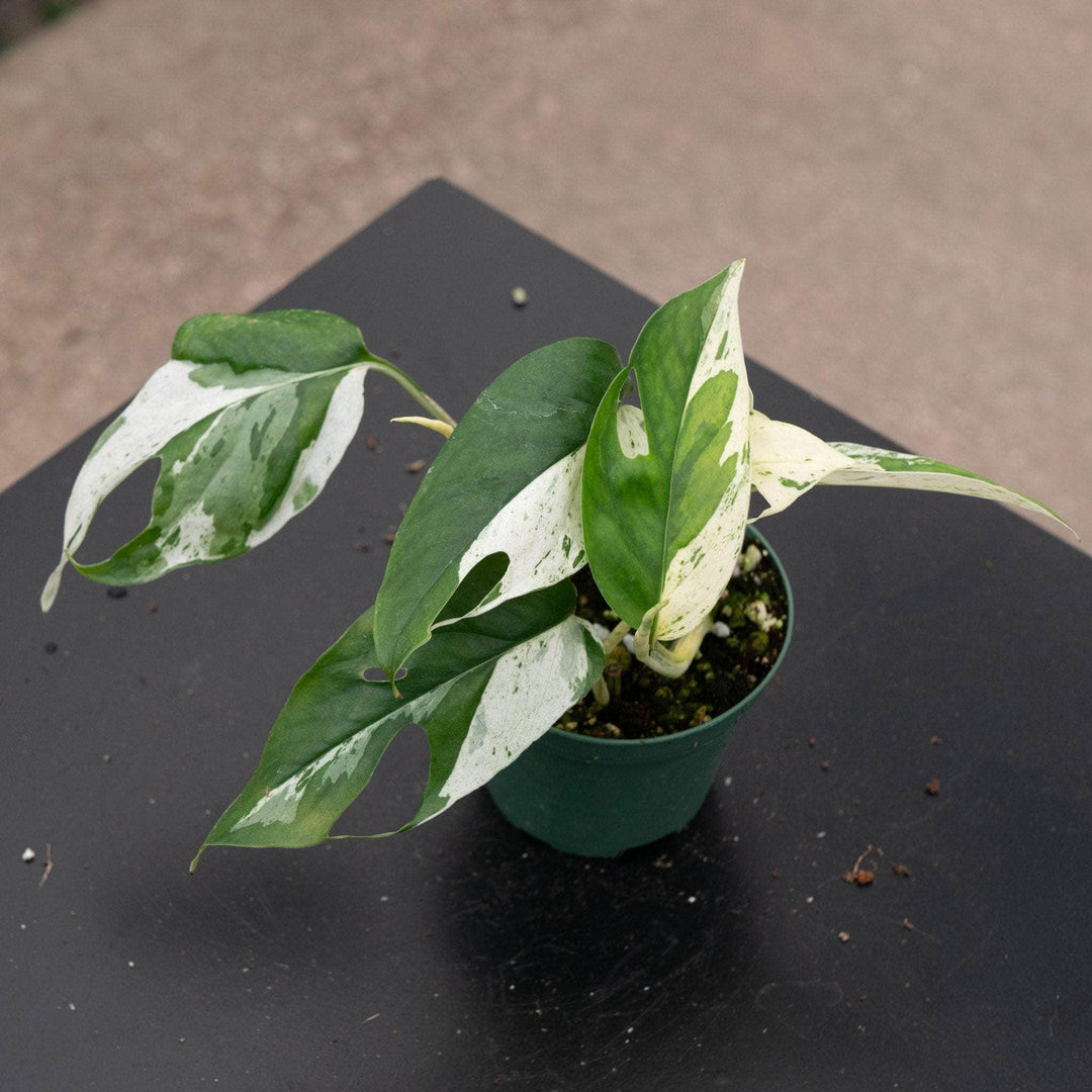 pothos epipremnum pinnatum Pothos Epipremnum pinnatum 'Marble'