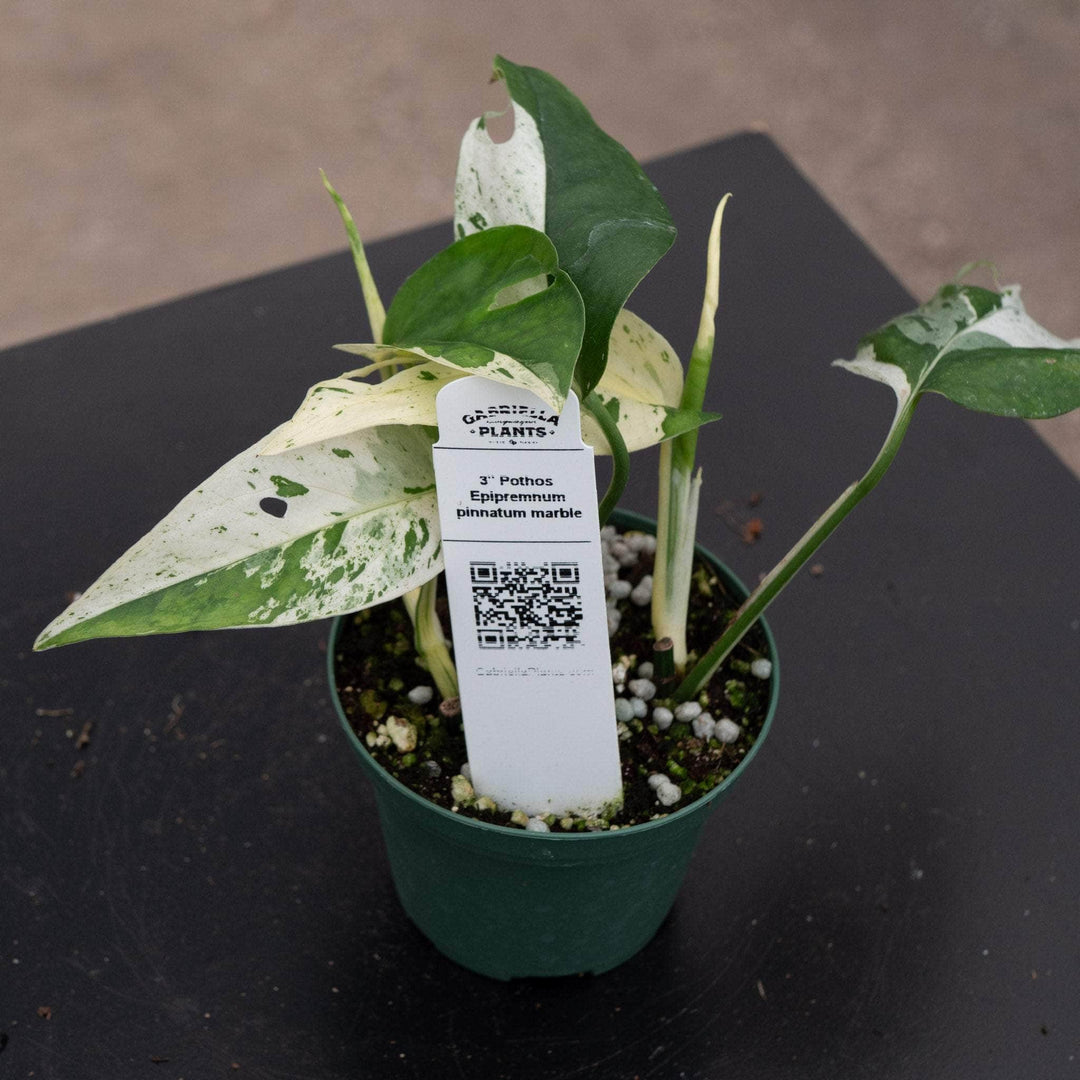 marble pothos plant for sale Pothos Epipremnum pinnatum 'Marble'