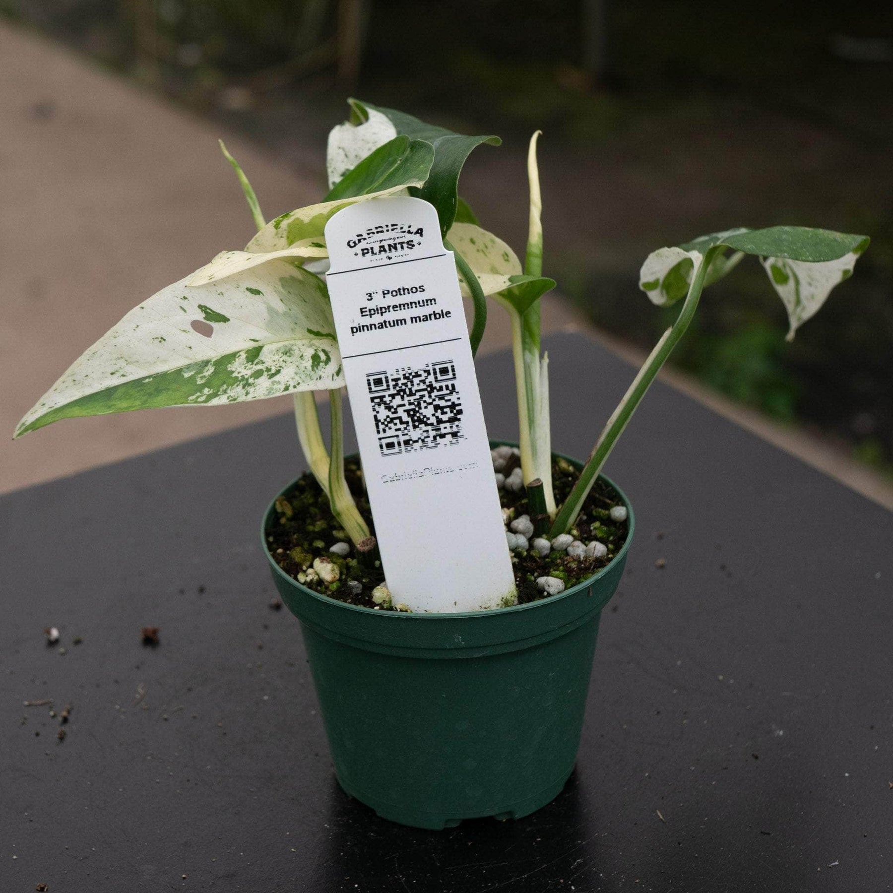 epipremnum marble queen pothos Pothos Epipremnum pinnatum 'Marble'