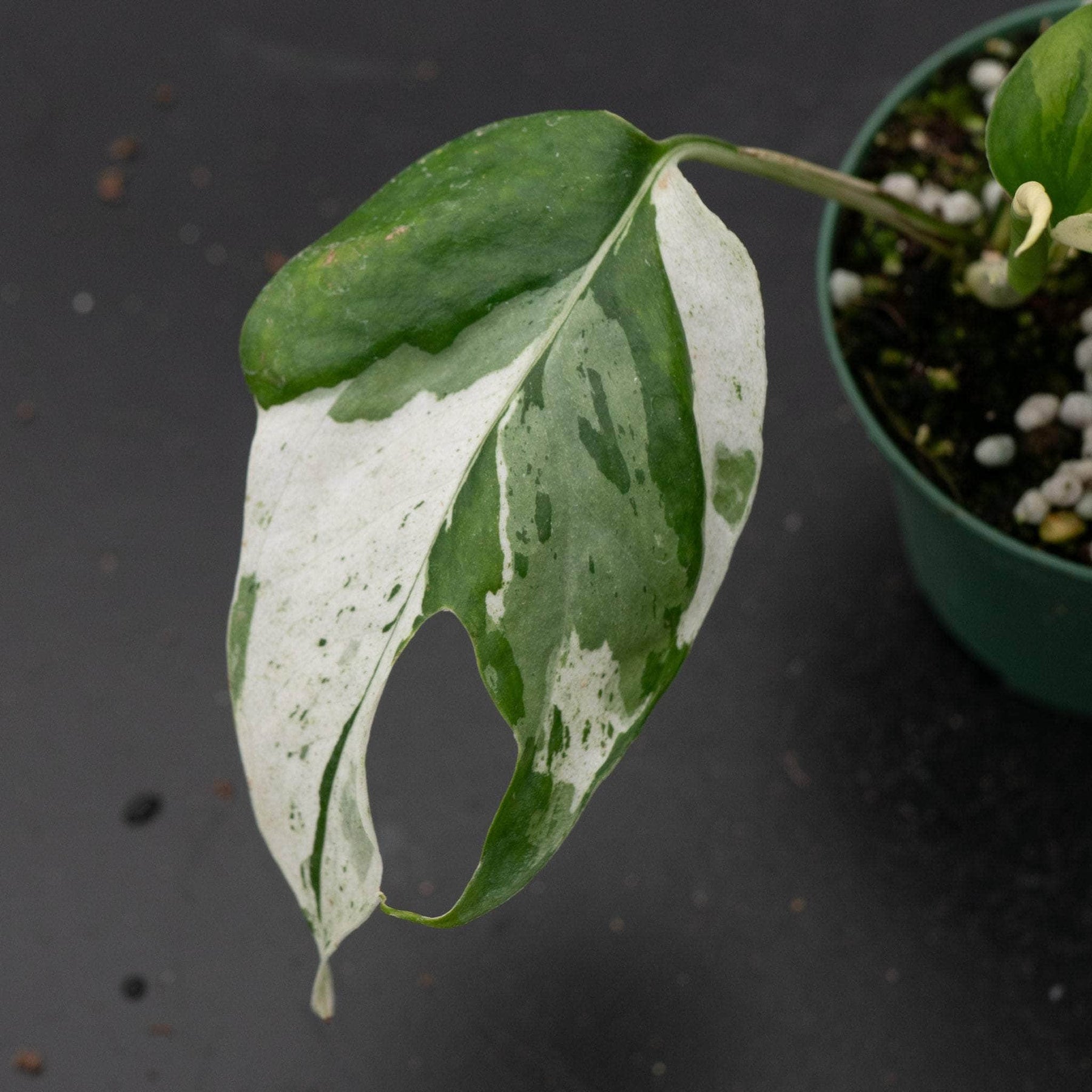 glacier pothos price Pothos Epipremnum pinnatum 'Marble'