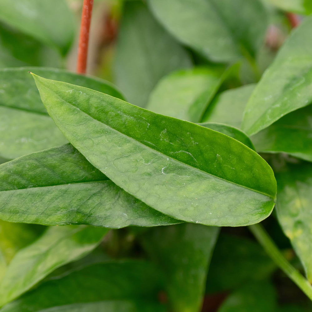 Gabriella Plants Pothos Pothos Epipremnum pinnatum 'Skeleton Key'