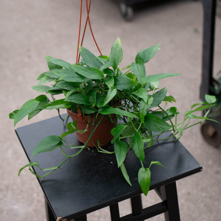 Gabriella Plants Pothos Pothos Epipremnum pinnatum 'Skeleton Key'