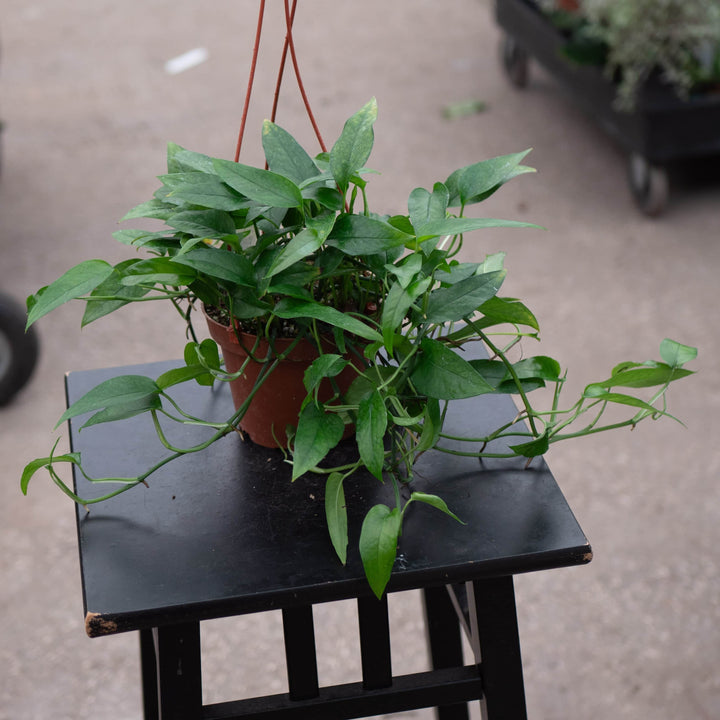 Gabriella Plants Pothos Pothos Epipremnum pinnatum 'Skeleton Key'