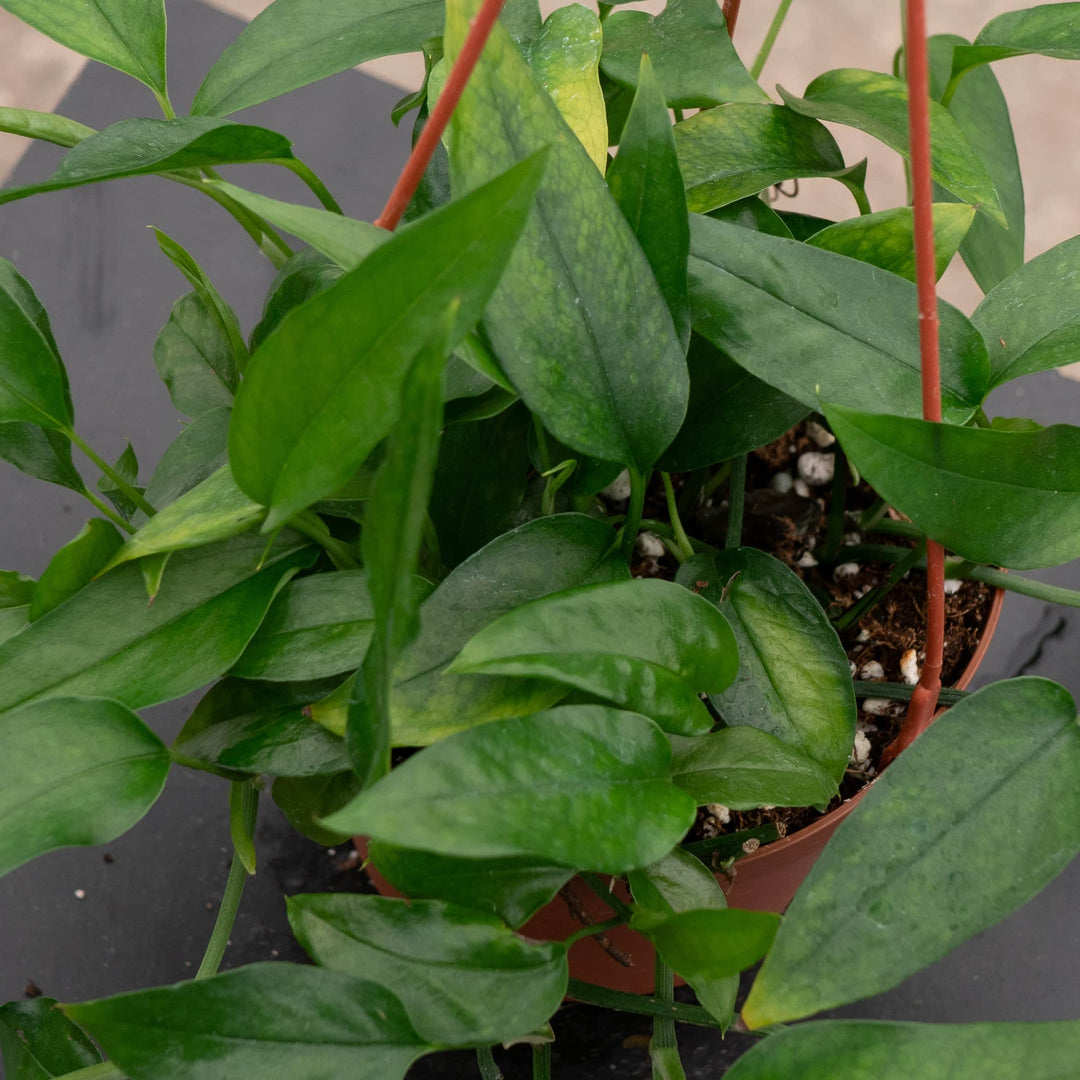 is epipremnum pinnatum a pothos Pothos Epipremnum pinnatum 'Skeleton Key'