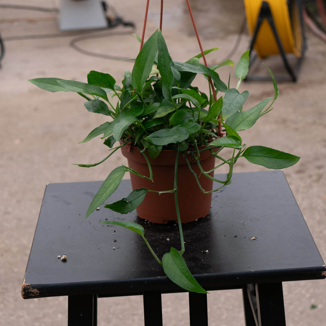 skeleton pot plant Pothos Epipremnum pinnatum 'Skeleton Key'