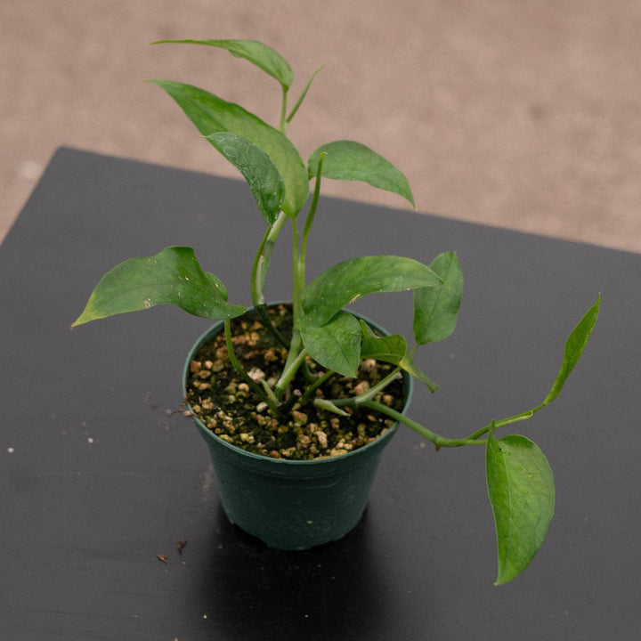 Gabriella Plants Pothos 3" Pothos Epipremnum pinnatum 'Skeleton Key'