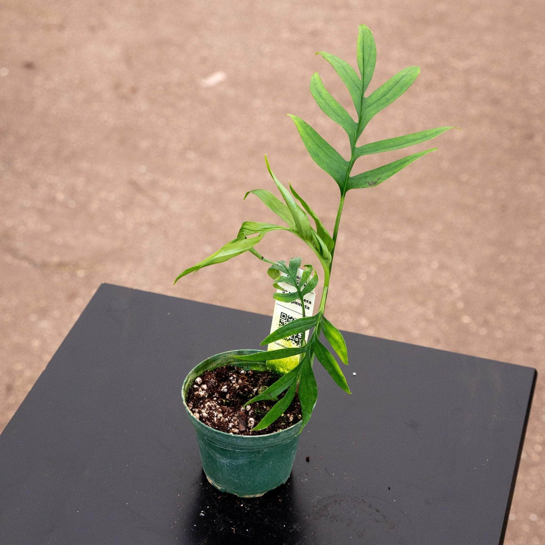 Pothos Epipremnum pinnatum 'Skeleton Key' - Gabriella Plants