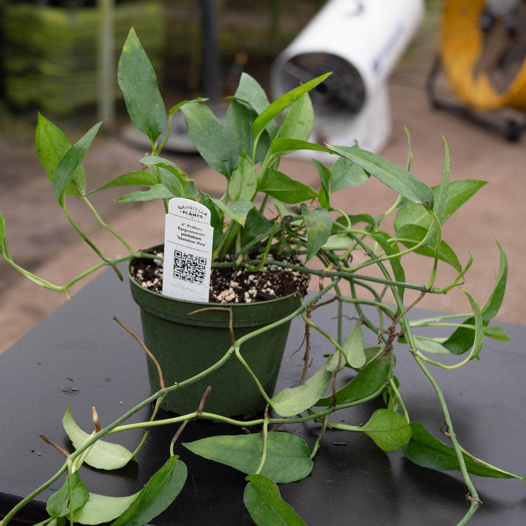 philodendron skeleton key for sale Pothos Epipremnum pinnatum 'Skeleton Key'