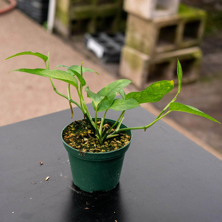skeleton pot plant Pothos Epipremnum pinnatum 'Skeleton Key'