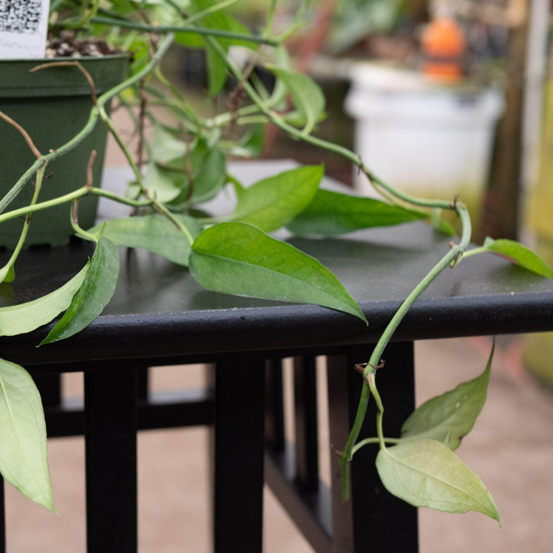skeleton pothos Pothos Epipremnum pinnatum 'Skeleton Key'