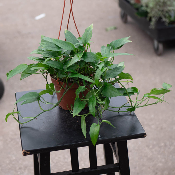 Gabriella Plants Pothos 5" Hanging Basket Pothos Epipremnum pinnatum 'Skeleton Key'