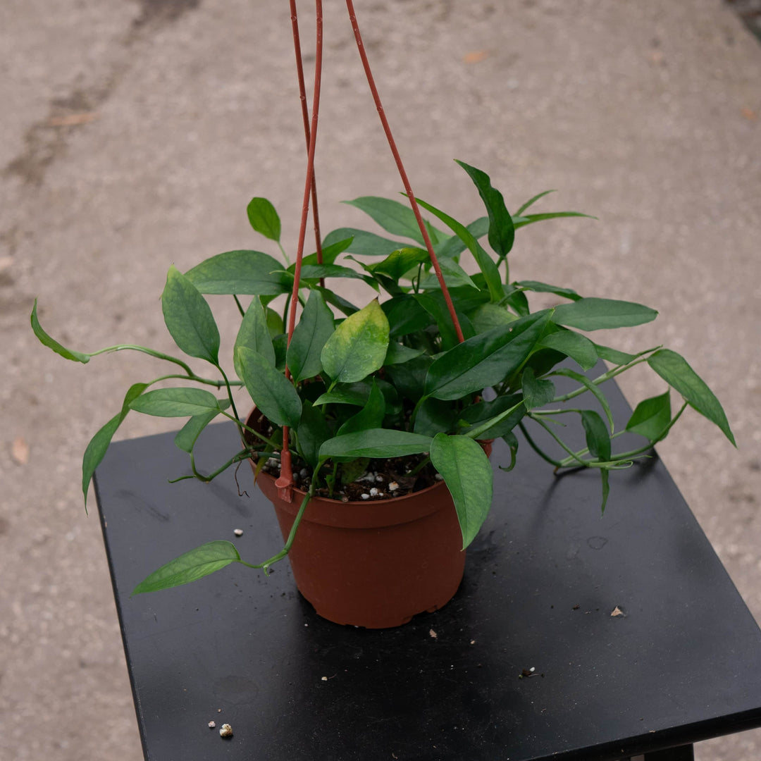 Gabriella Plants Pothos 5" Hanging Basket Pothos Epipremnum pinnatum 'Skeleton Key'