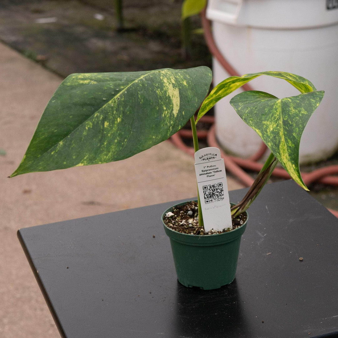 pothos foglia gialla Pothos Epipremnum pinnatum 'Yellow Flame'
