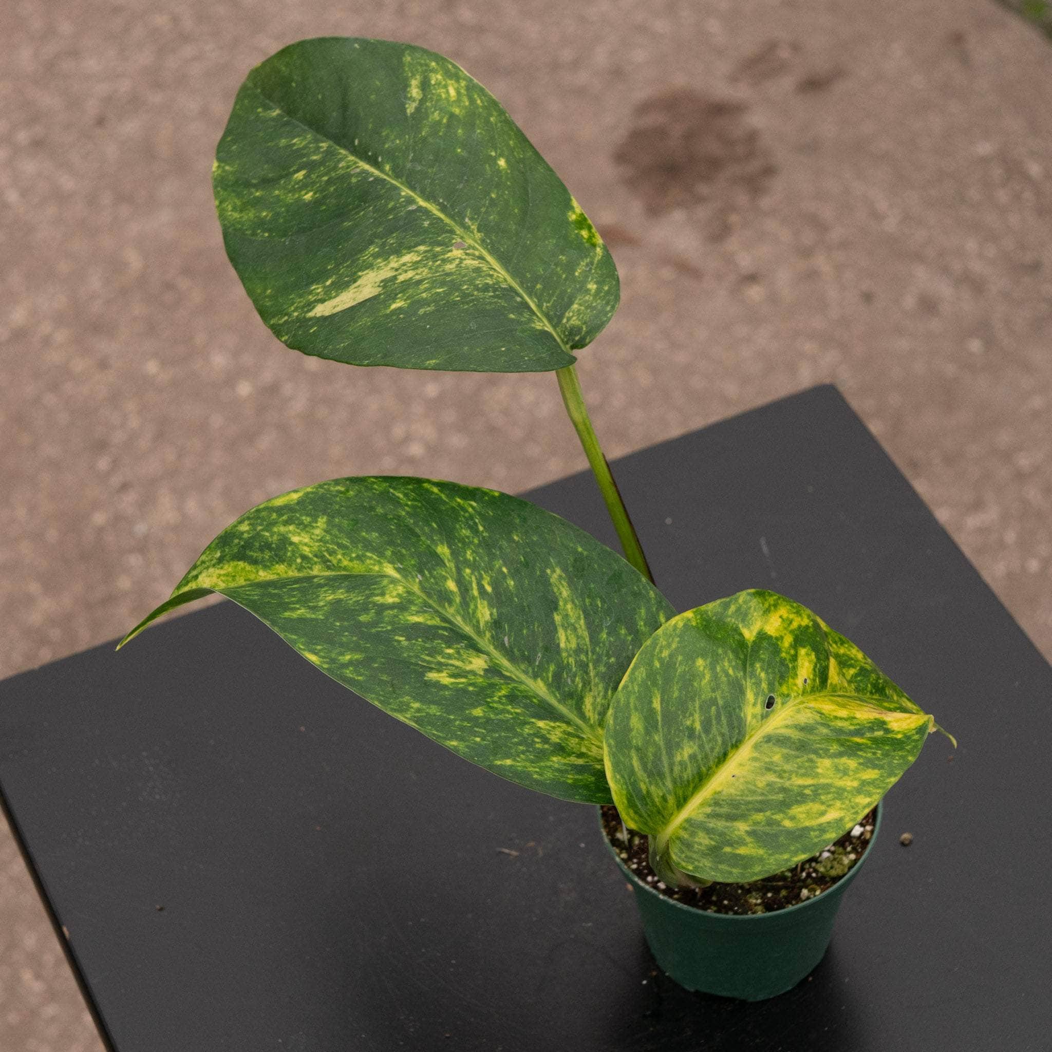 pothos plant yellow Pothos Epipremnum pinnatum 'Yellow Flame'
