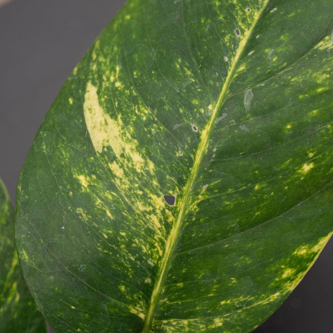 pothos has yellow leaves Pothos Epipremnum pinnatum 'Yellow Flame'