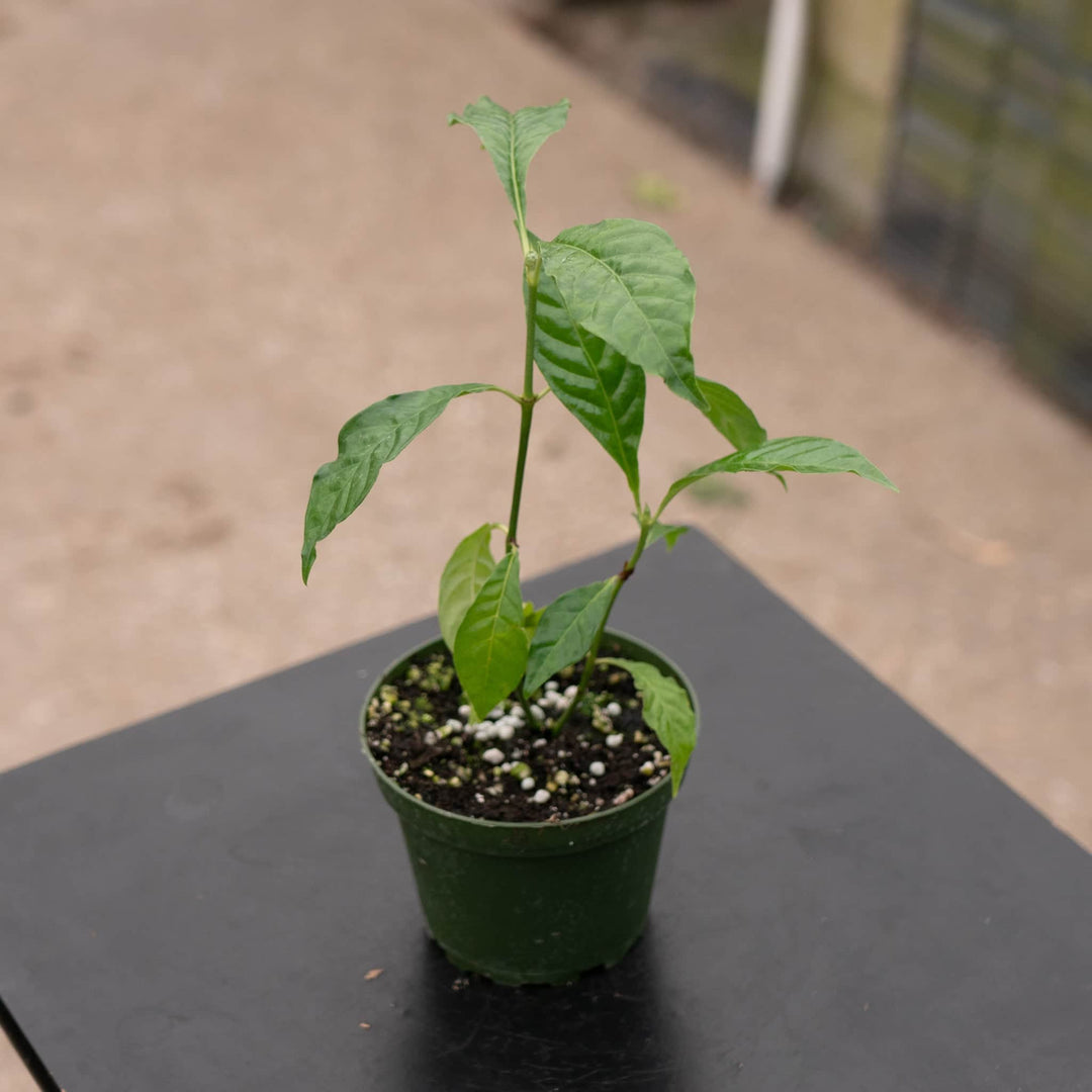 Gabriella Plants Wild Coffee 4" Psychotria nervosa 'Little Psycho'