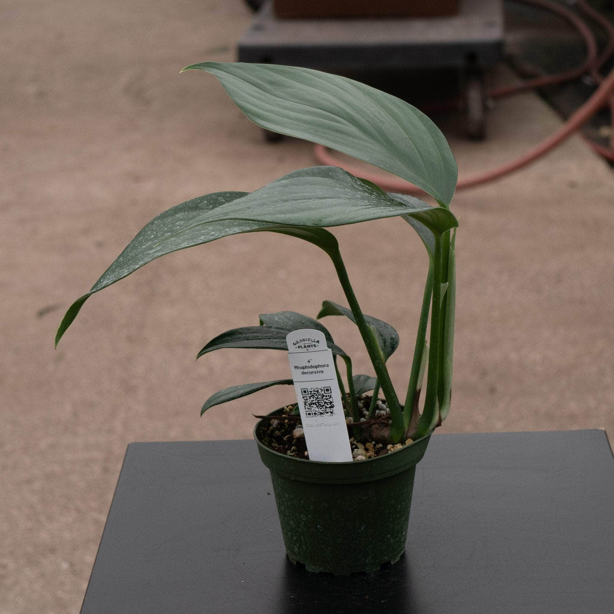 philodendron decursiva Rhaphidophora decursiva