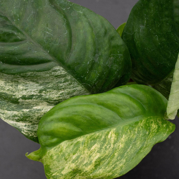 Gabriella Plants Rhaphidophora 3” Rhaphidophora puberula variegated