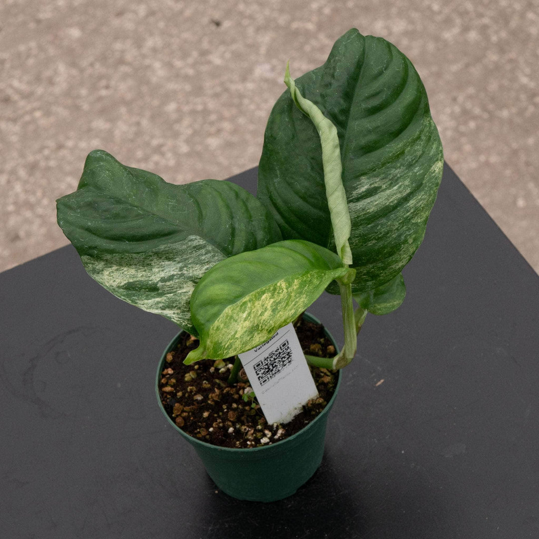 Gabriella Plants Rhaphidophora 3” Rhaphidophora puberula variegated