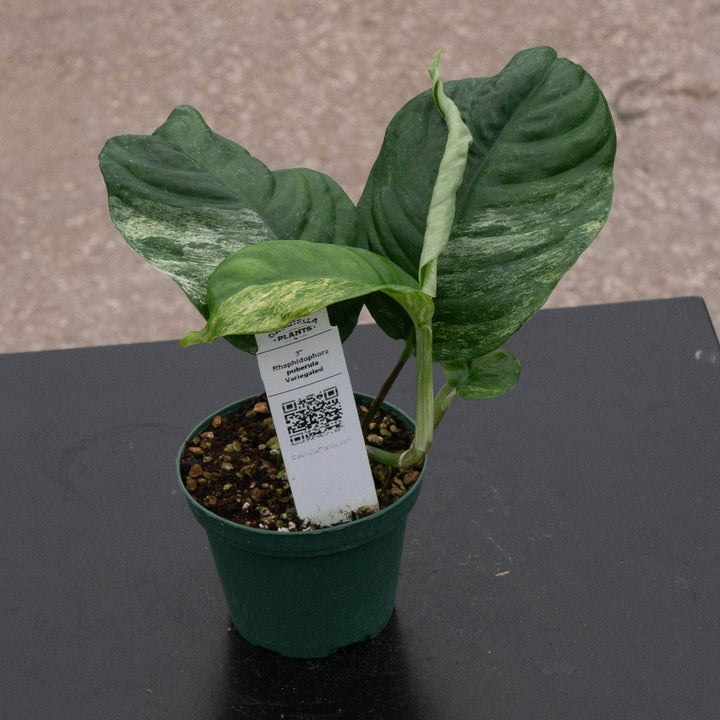 Gabriella Plants Rhaphidophora 3” Rhaphidophora puberula variegated