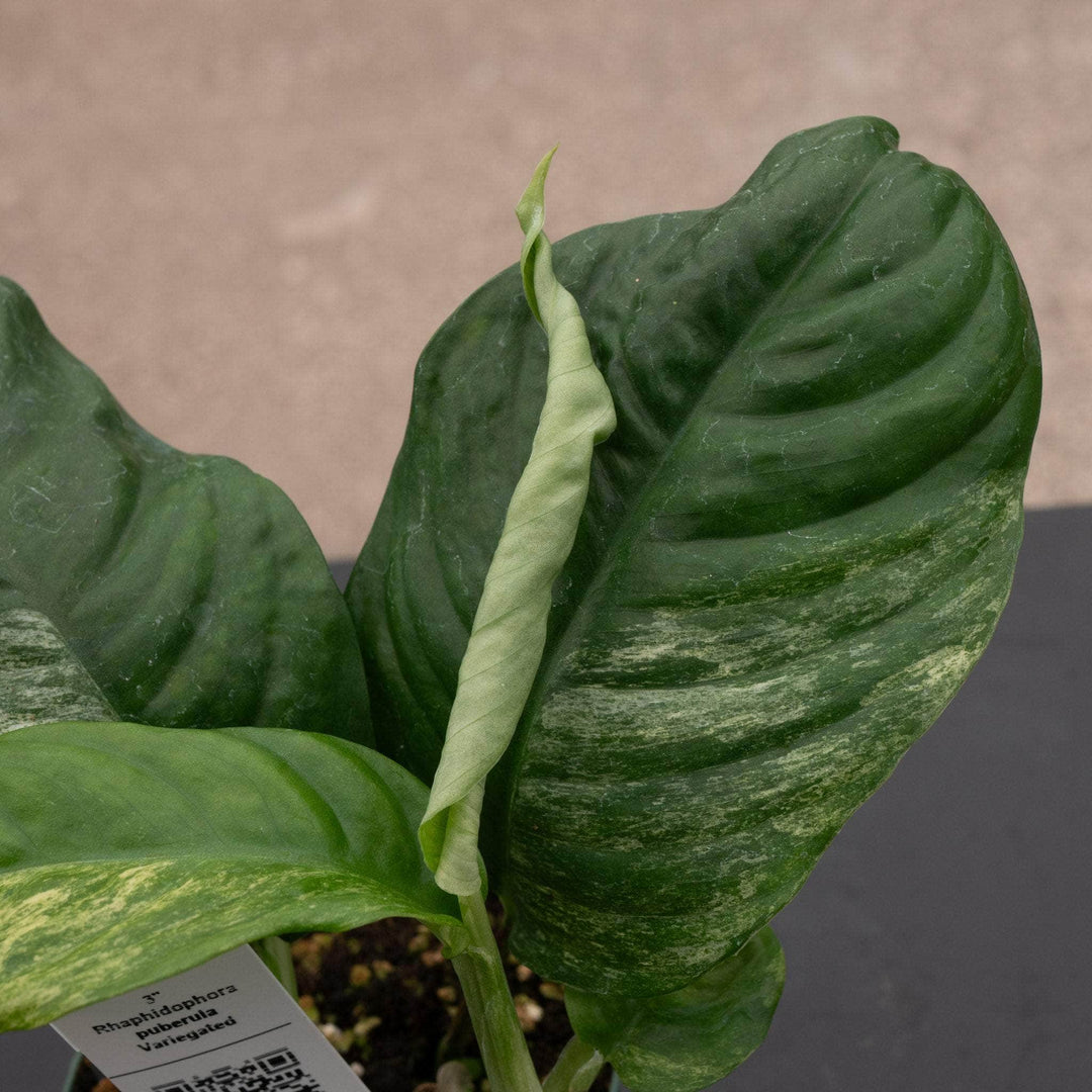 Gabriella Plants Rhaphidophora 3” Rhaphidophora puberula variegated