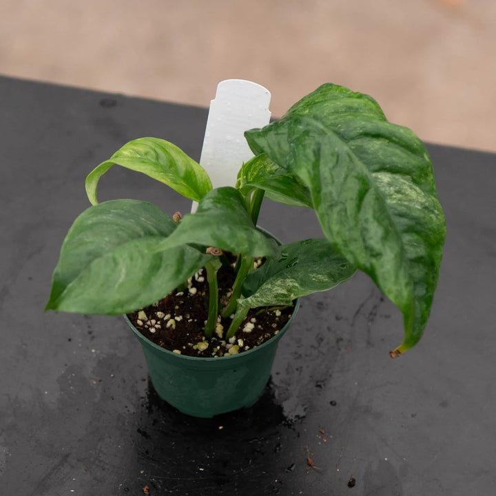 Gabriella Plants Rhaphidophora 3” Rhaphidophora puberula variegated