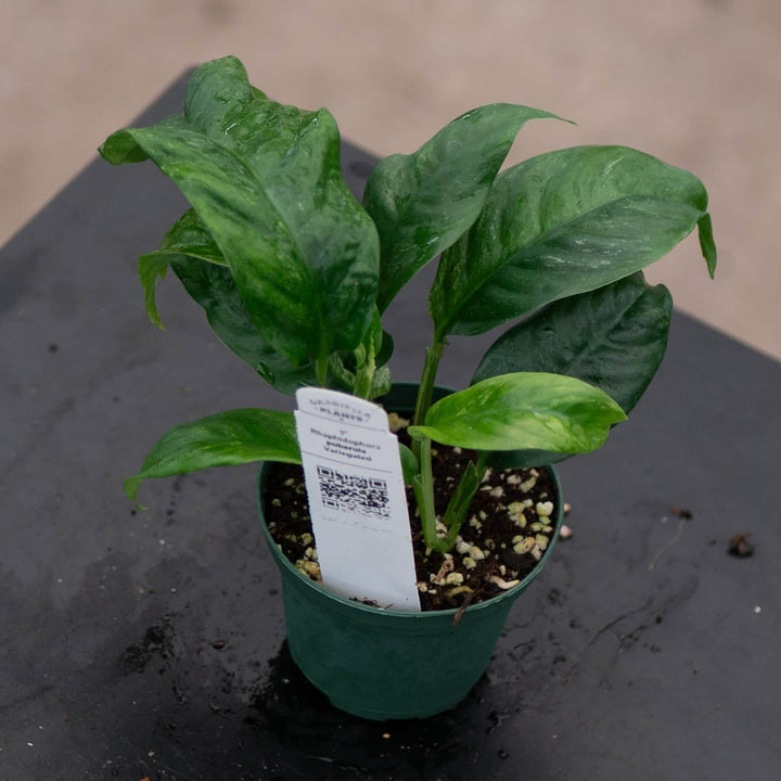 Gabriella Plants Rhaphidophora 3” Rhaphidophora puberula variegated