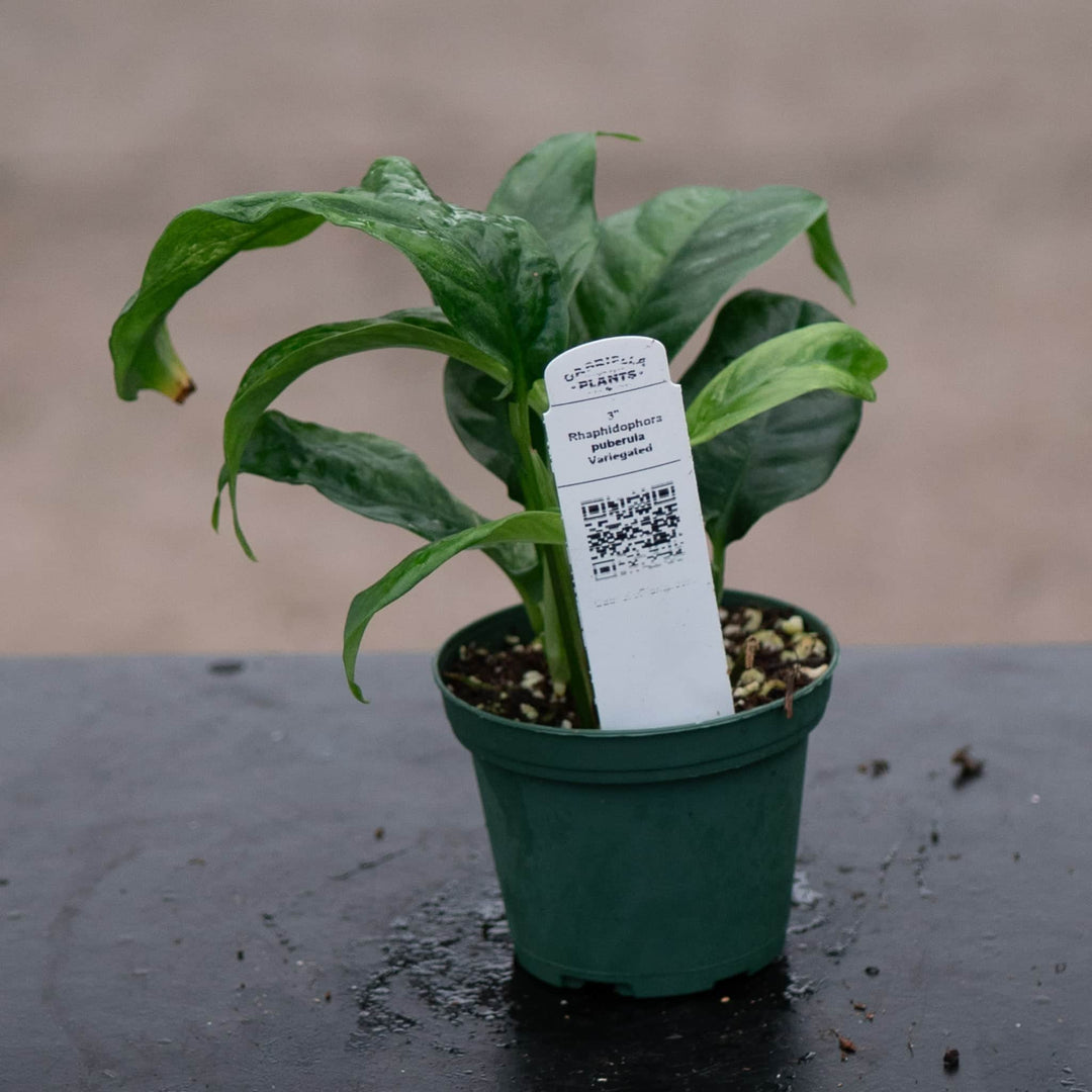 Gabriella Plants Rhaphidophora 3” Rhaphidophora puberula variegated