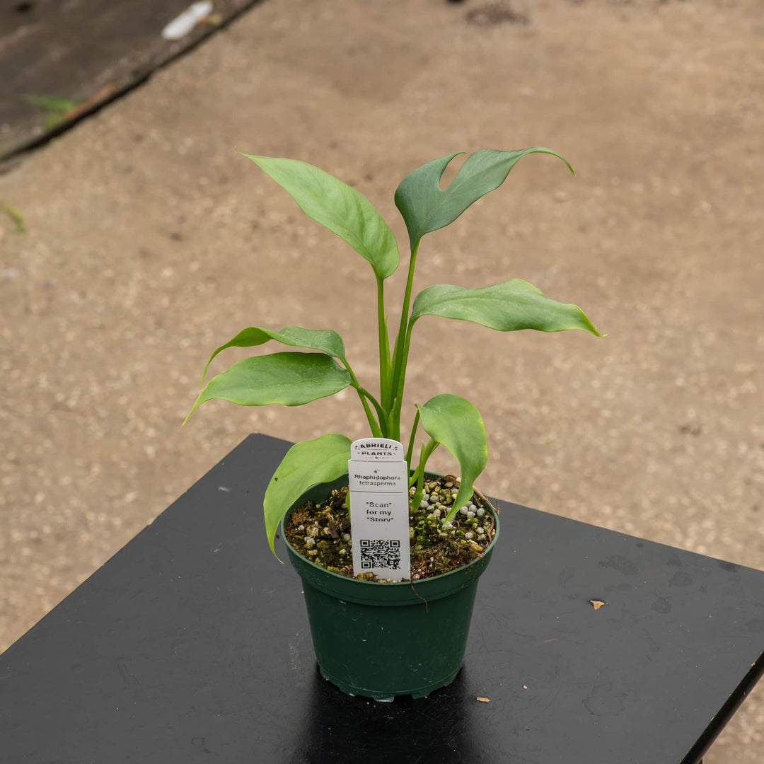 Gabriella Plants Other Rhaphidophora tetrasperma